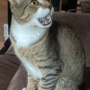 Meet your Posher, Elizabeth